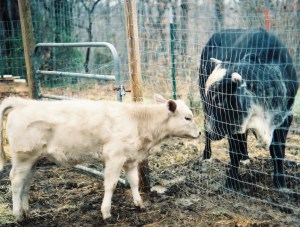 Pet cattle