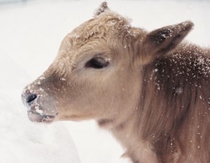 Charolais-Angus calf captured with 35 mm camera