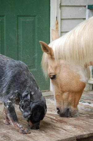 Siddhartha and Jack search out grain pellets