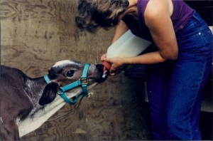 Bottling feeding calf