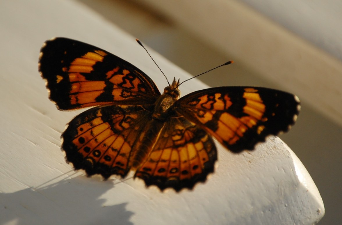 butterfly