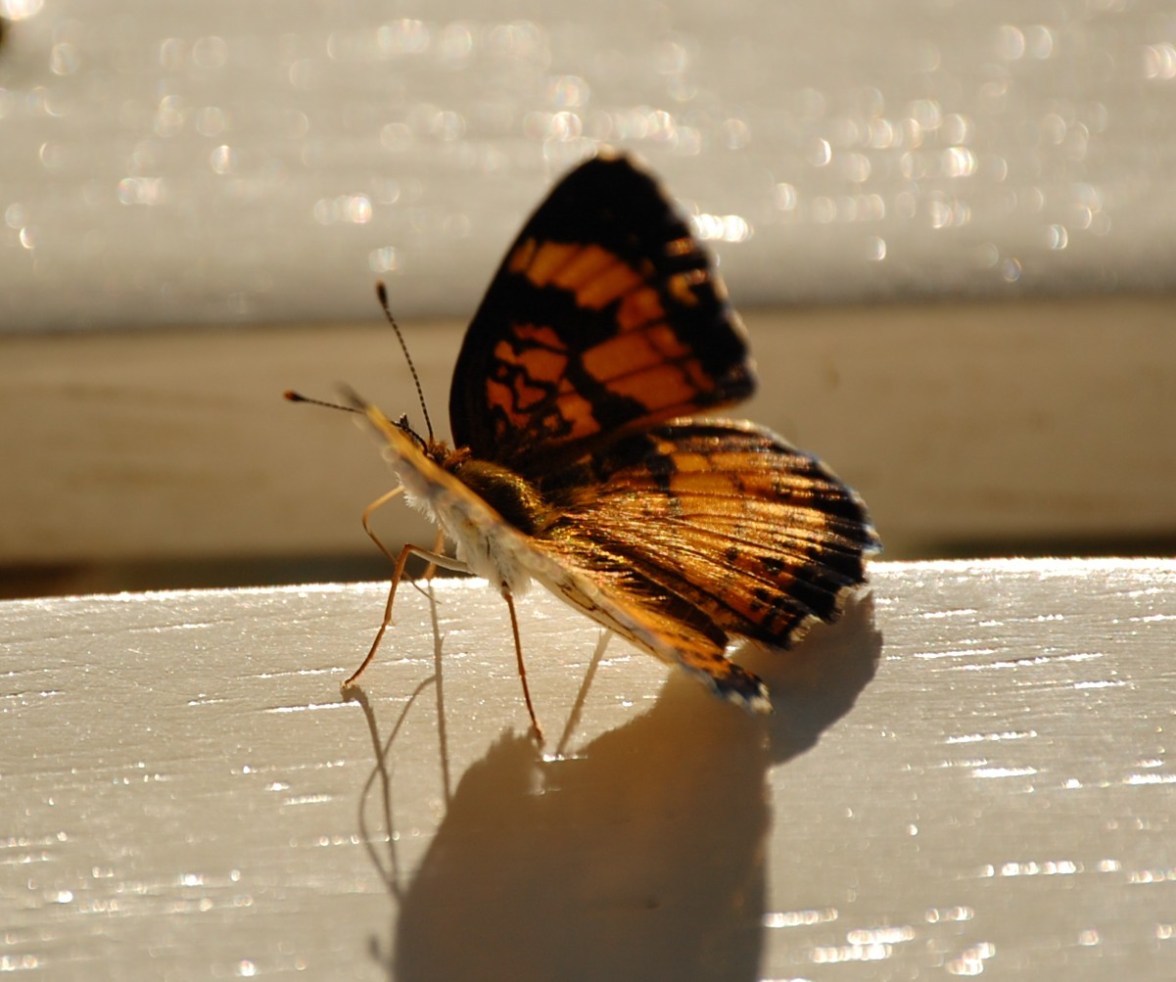 butterfly