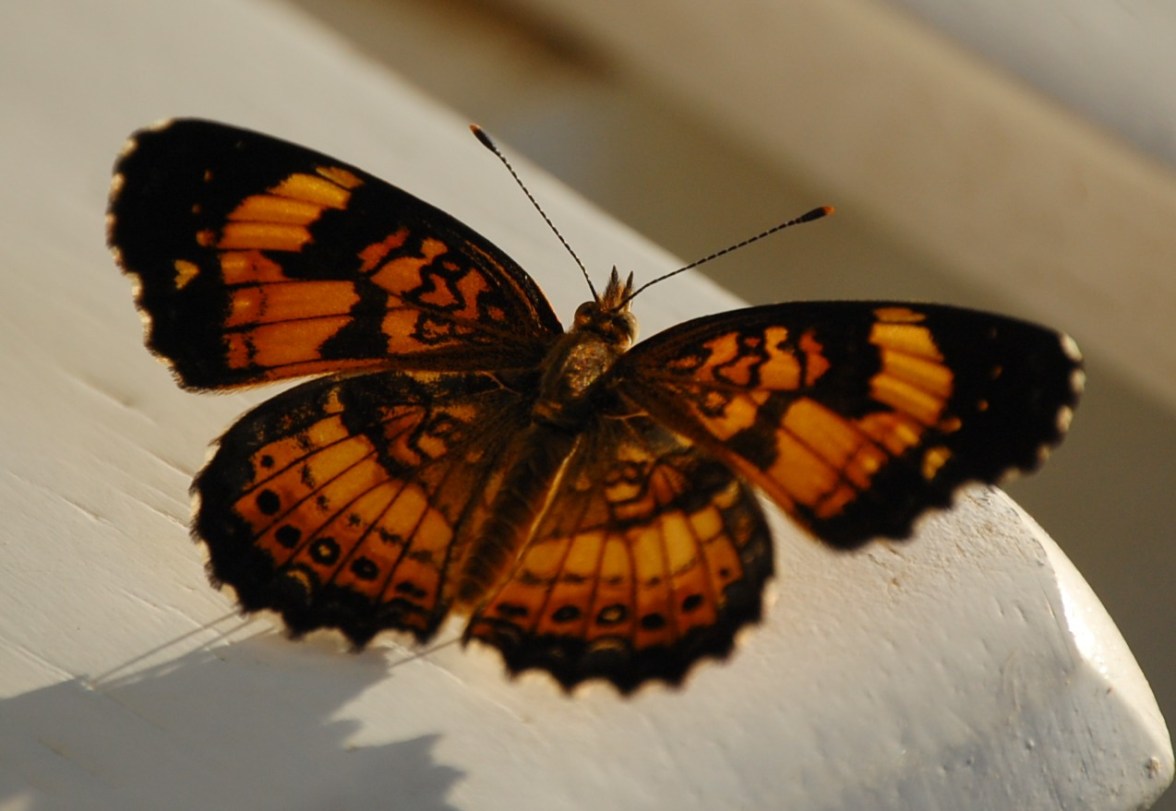 Monarch butterfly