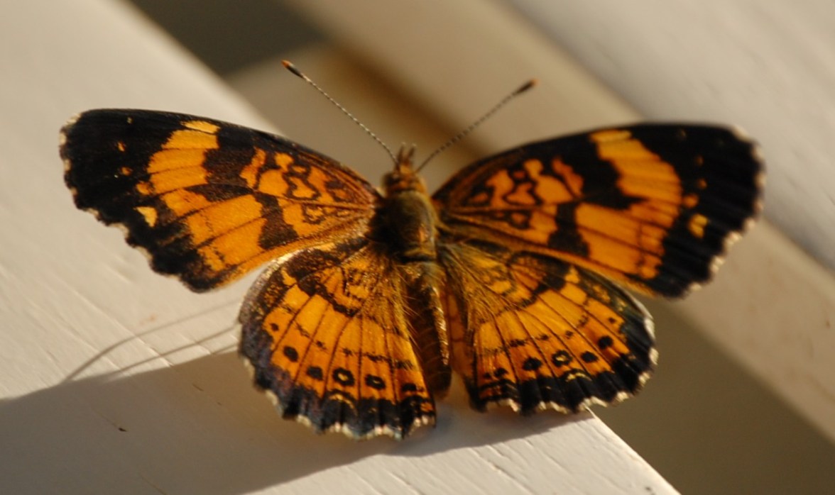 Monarch butterfly