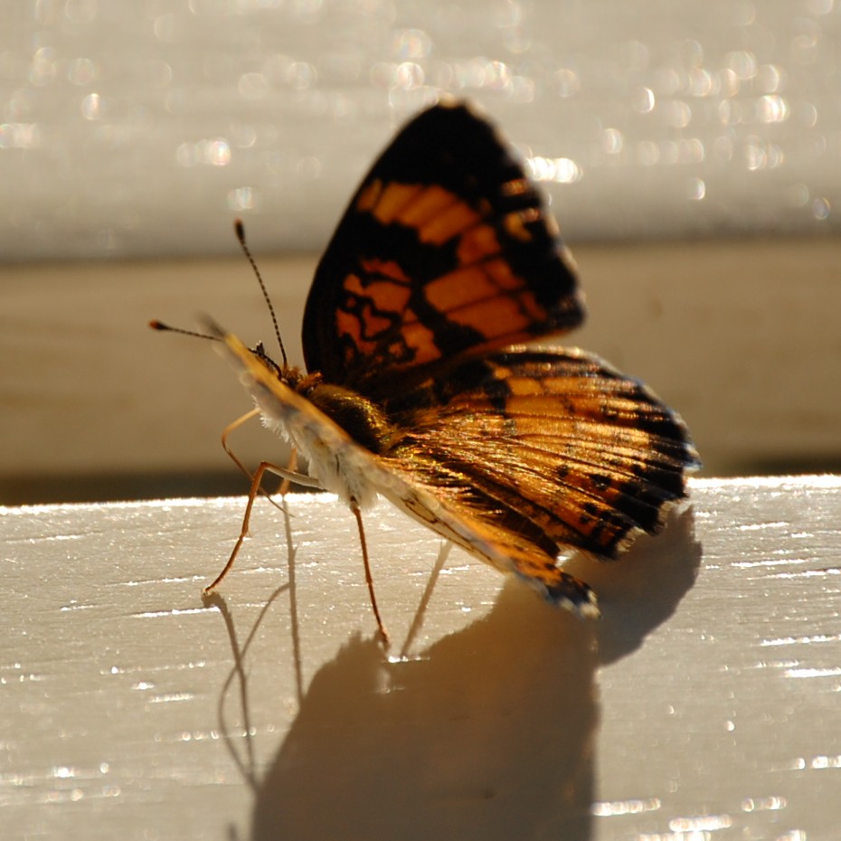 Monarch butterfly
