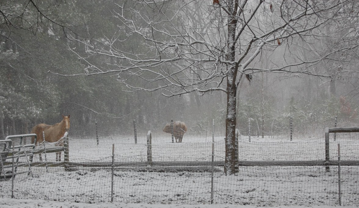 Charolais-Angus bull and Palomino paint