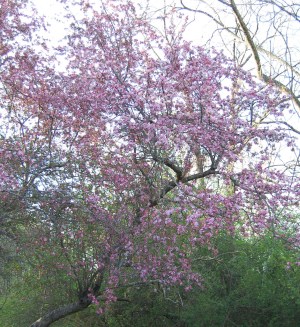 The earth is the Lord's