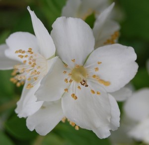 Mock orange bloom