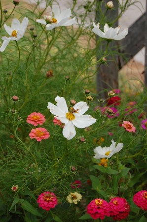 A closer look at wildflower visitor