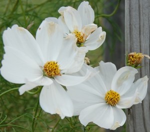 Wildflowers at mailbox