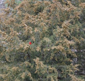 Amid cedar branches with a few snowflakes a cardinal momentarily takes refuge