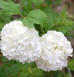 Snowball blooms brightly