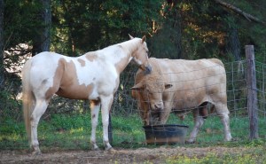 Jack licks Buff Mon 5_24_10