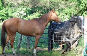 Bebe licks Sonny (2)