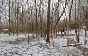 Holly Bebe & Jack in distance