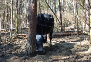 Sonny finishes grain with down trees behind