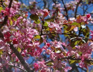 1 crabapple w sky
