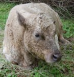 Holly front4_28_15clonecrop