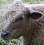 Hollyheadcrop4_28_15