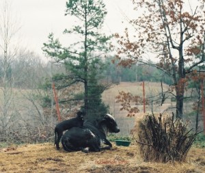 1_Jackie straddling Sonny2crop5_22_15copyright