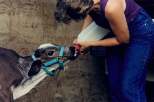 Bottle-feeding Sonny as a calf