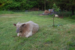 May2Hollylongview_pups