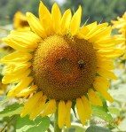 sunflower&beecropcopyrightbrown