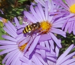 Bee gathers pollen CU